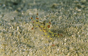  Thecacera picta (Sea Slug)